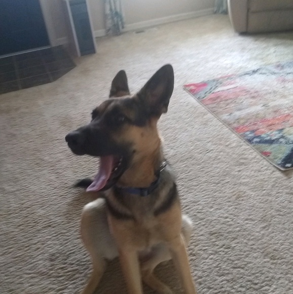 Meet your Posher, Jake - Picture 1 of 1